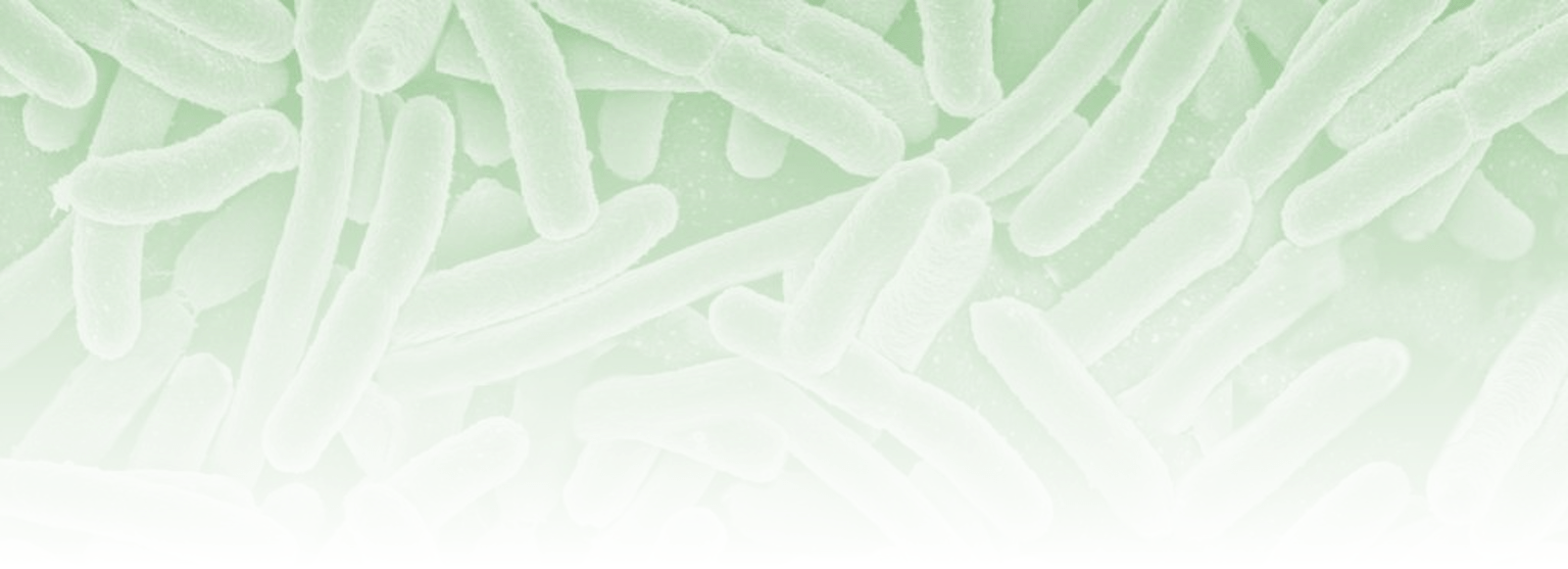 Bacilles en microscopie électronique à balayage fond dégradé vert – site Santé Active Edition Synergy Pharm
