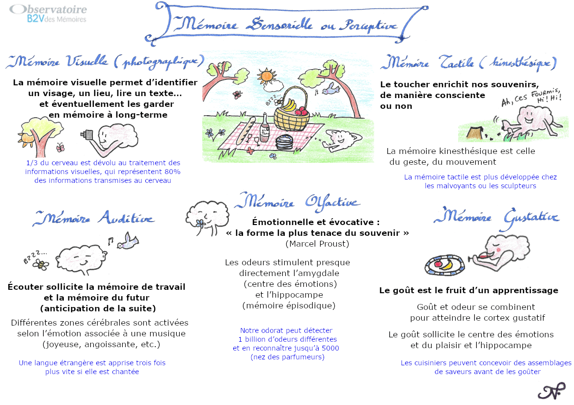 Sketchnote représentant les différents types de mémoire sensorielle ou perceptive (visuelle, tactile, auditive, olfactive, gustative) et leurs caractéristiques