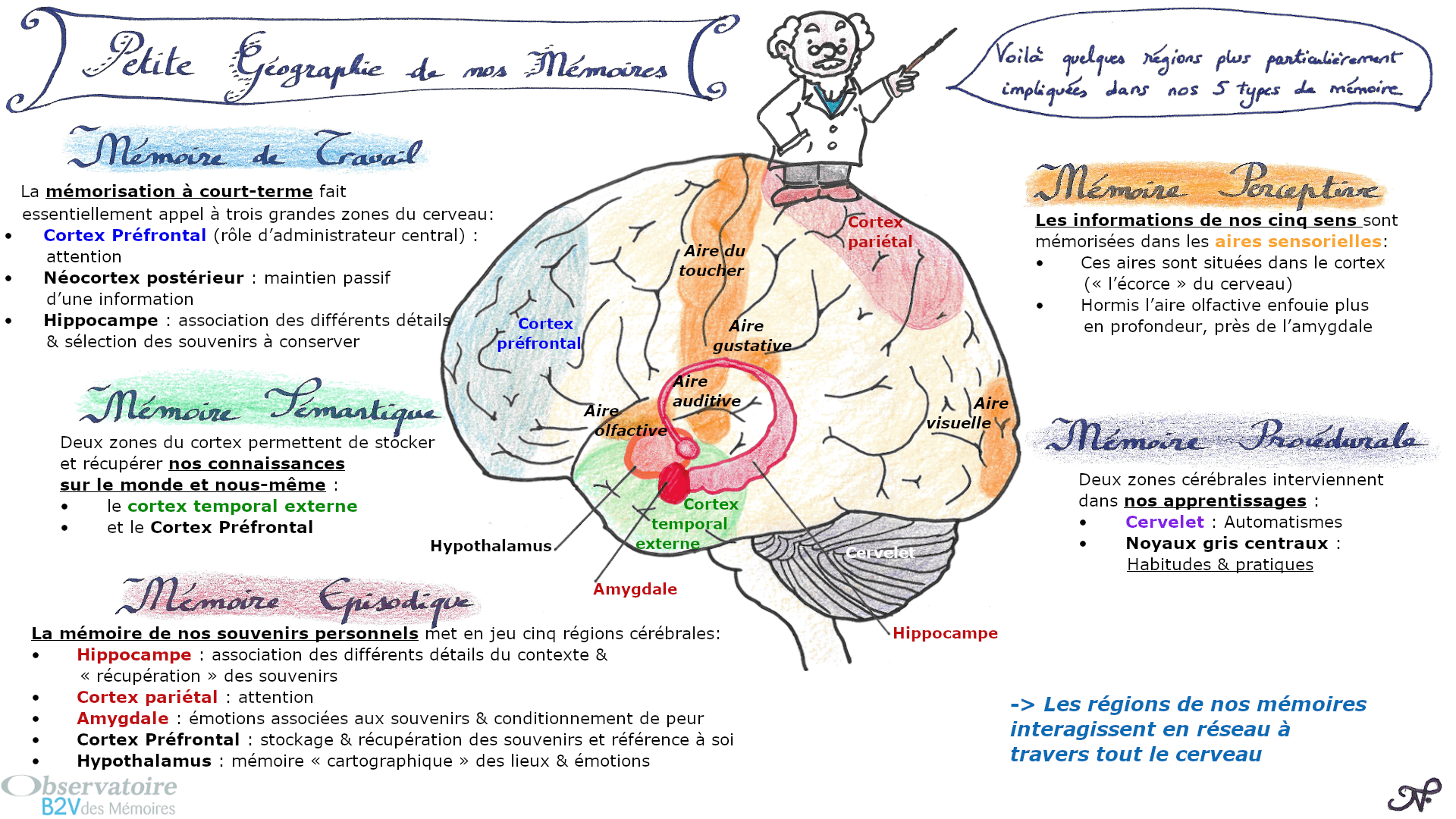 Sketchnote réalisé par un rédacteur médical de Santé Active Edition représentant quelques régions du cerveau impliquées dans nos 5 types de mémoire