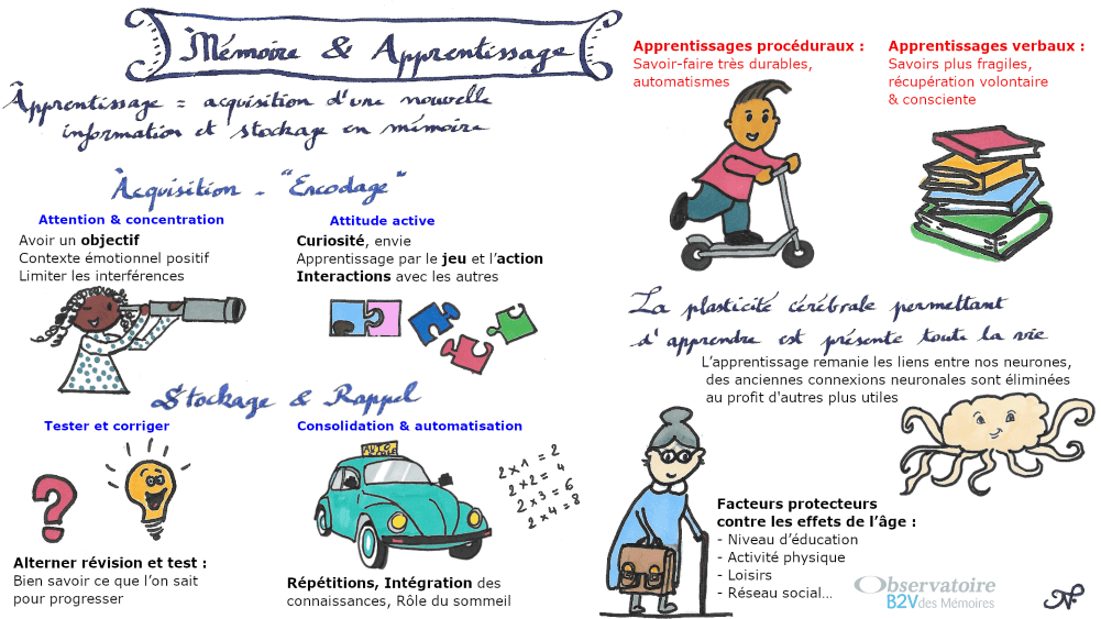 Sketchnote sur les mécanismes d'apprentissage de notre cerveau réalisé par un rédacteur médical de Santé Active Edition